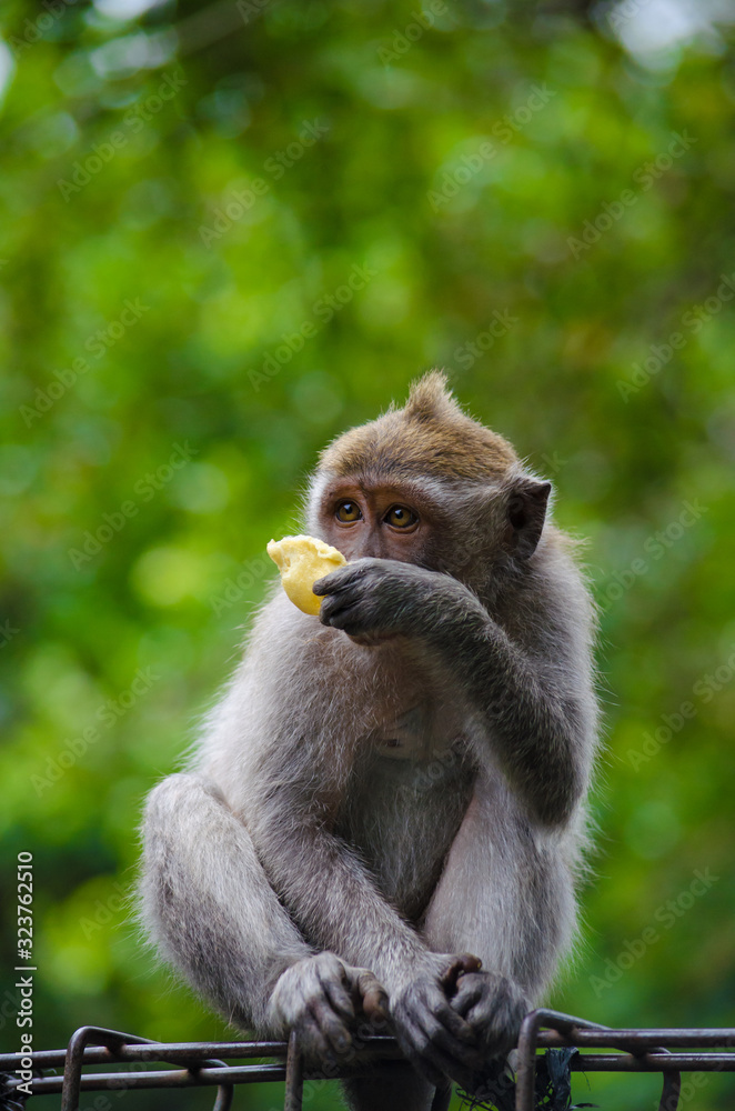 Monkey on the island of Bali Monkey on the island of Bali