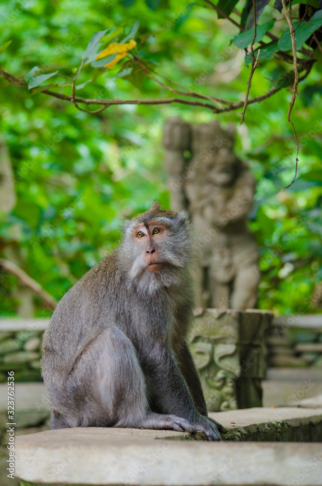 Monkey on the island of Bali Monkey on the island of Bali