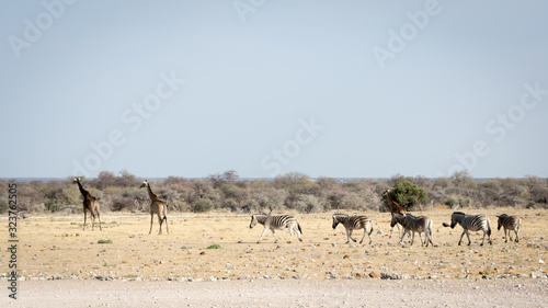 Groupe de girafes et de zèbres dans la savane Africaine