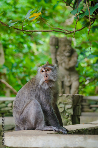 Monkey on the island of Bali