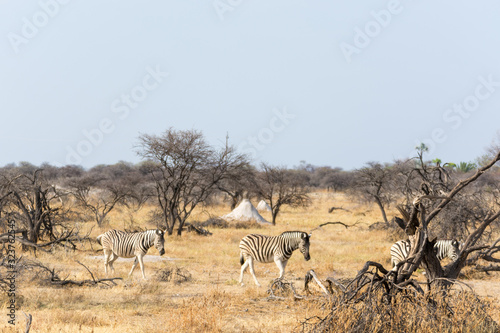 zèbres en liberté en Namibie