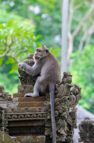 Monkey on the island of Bali