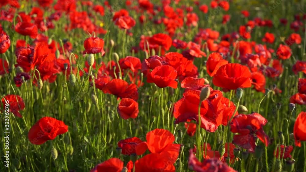 A field of blooming poppies more closely A field of blooming poppies more closely