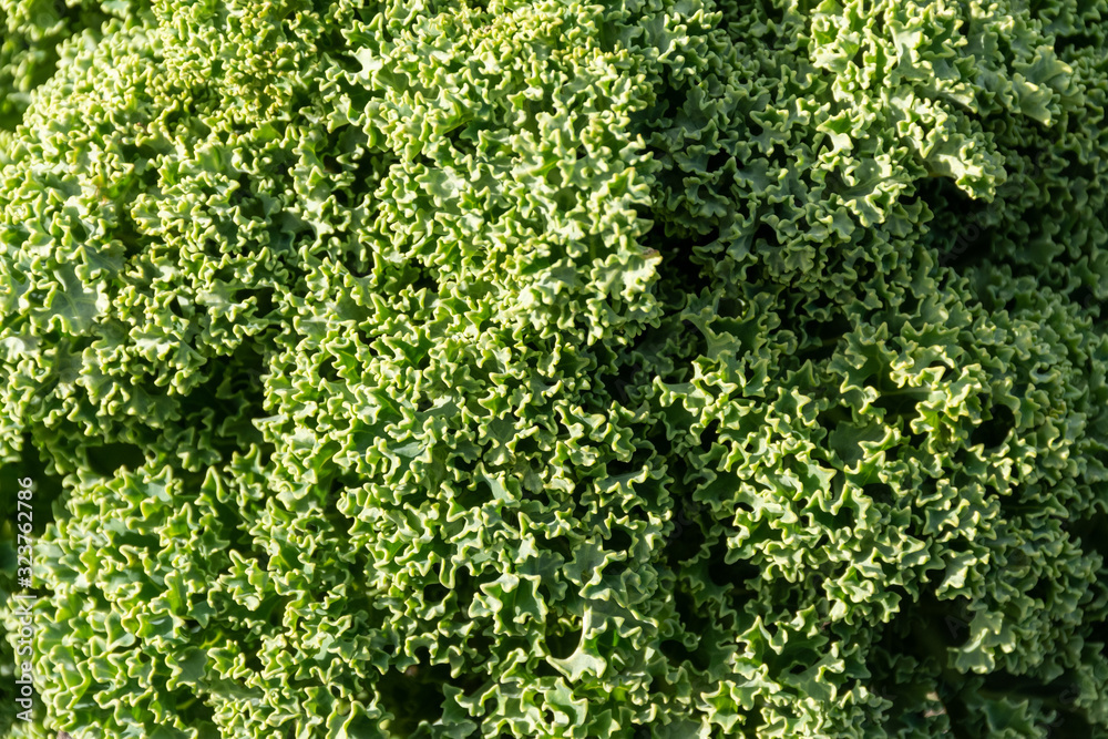 curly kale texture background 