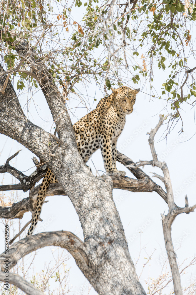 Léopard sur son arbre, Etosha, Namibie Léopard sur son arbre, Etosha, Namibie