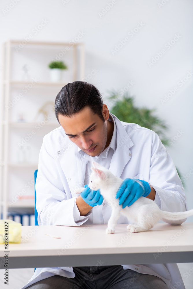 Young male doctor examining sick cat Young male doctor examining sick cat