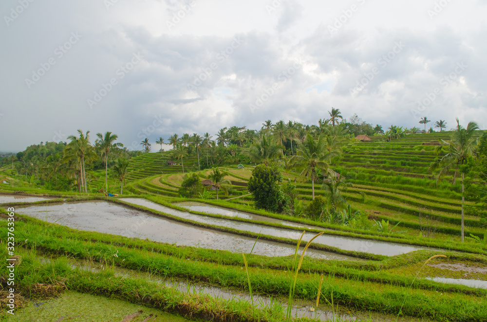 Jatiluwih Rice Terrace on Bali island