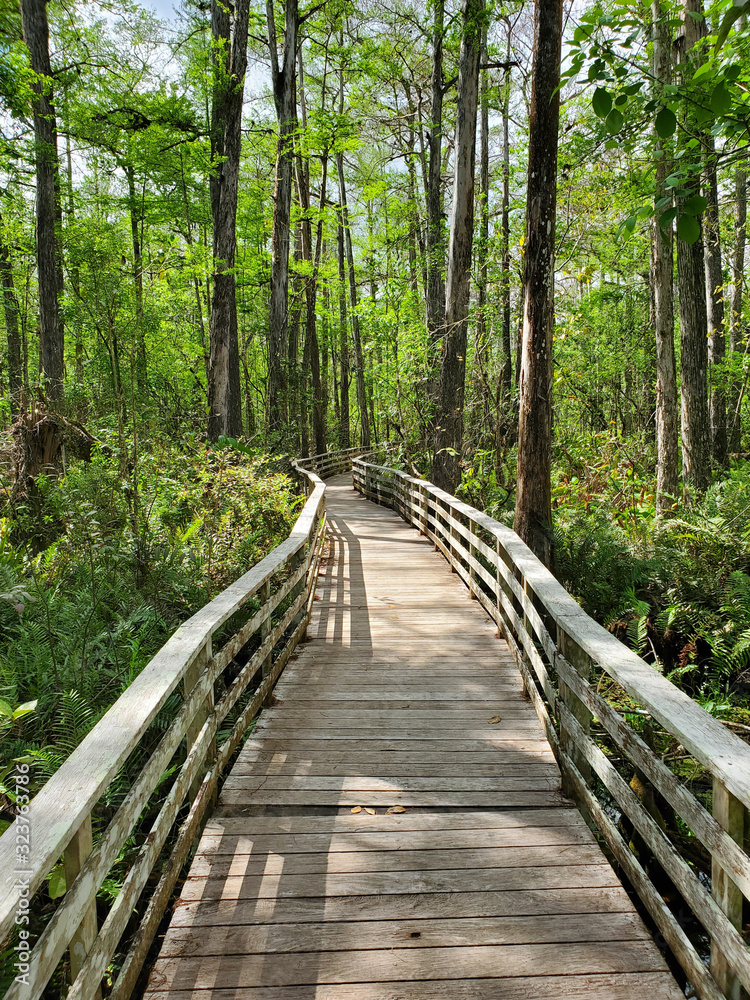 Boardwalk in Audobon Corkscrew Swamp Sanctuary, Florida Everglades Ecosystem - Nature Walking Trail, Protected Forest Swamp Ecosystem Boardwalk in Audobon Corkscrew Swamp Sanctuary, Florida Everglades Ecosystem - Nature Walking Trail, Protected Forest Swamp Ecosystem