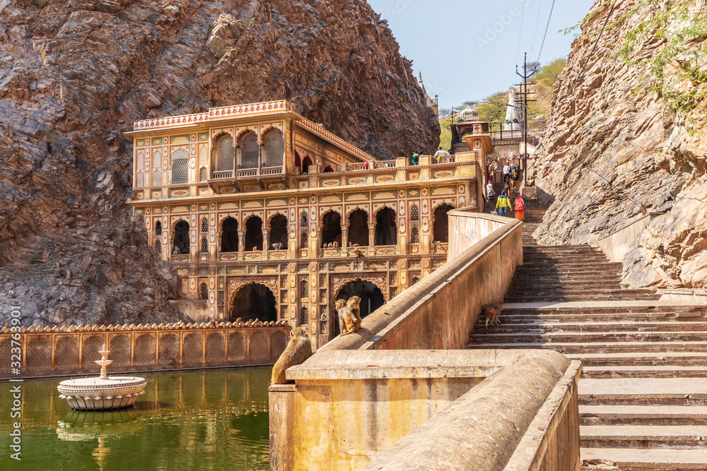 Famous monkeys of the Galta Ji Temple, Jaipur, India