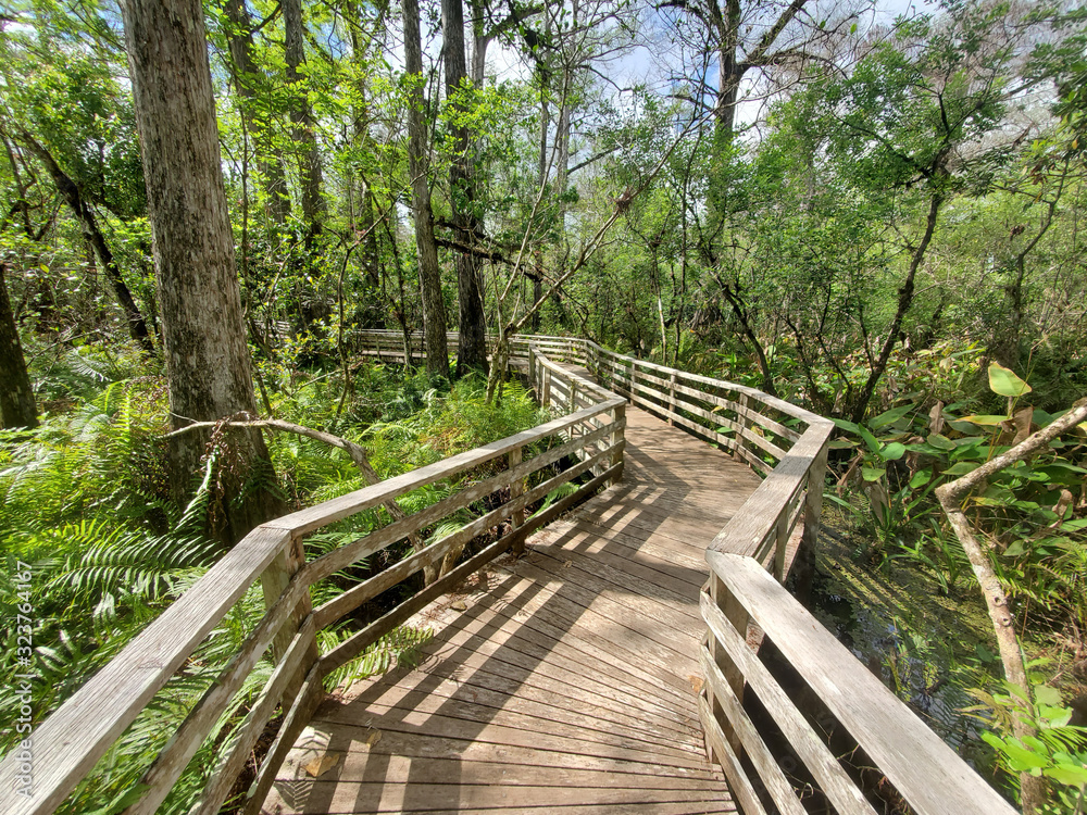 Boardwalk in Audobon Corkscrew Swamp Sanctuary, Florida Everglades Ecosystem - Nature Walking Trail, Protected Forest Swamp Ecosystem Boardwalk in Audobon Corkscrew Swamp Sanctuary, Florida Everglades Ecosystem - Nature Walking Trail, Protected Forest Swamp Ecosystem