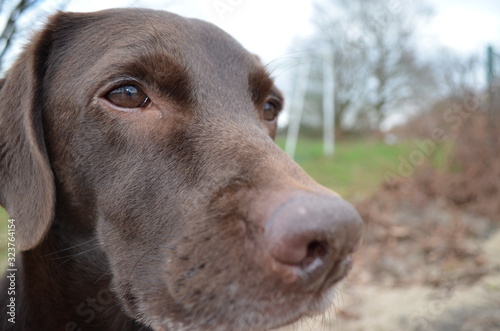 portrait of dog