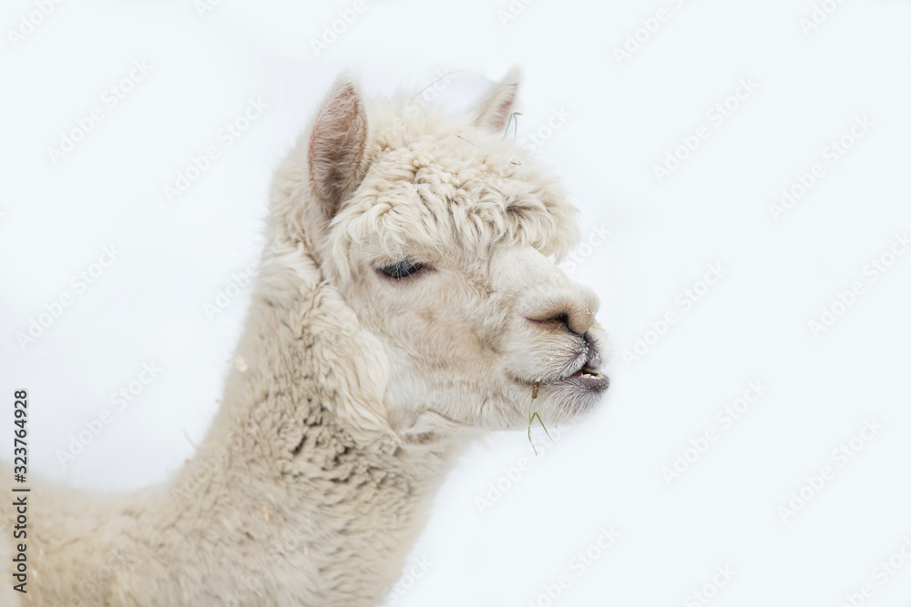Cute alpaca portrait on white background