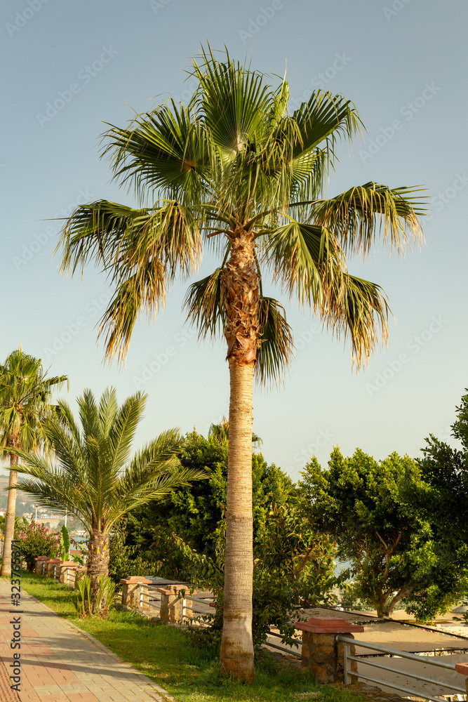Fototapeta premium Palm tree closeup on a beautiful sunny day.