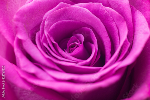 Purple rose close up