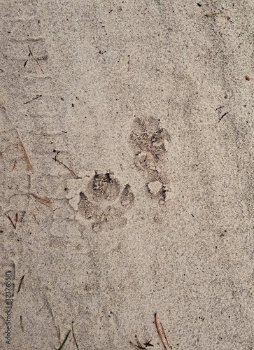 Ukrainian nature. Walk in the pine forest. Greenery and bonfire