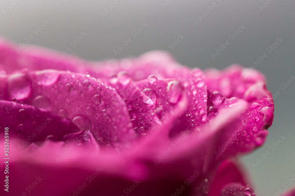 Purple rose detail with dew drops Purple rose detail with dew drops
