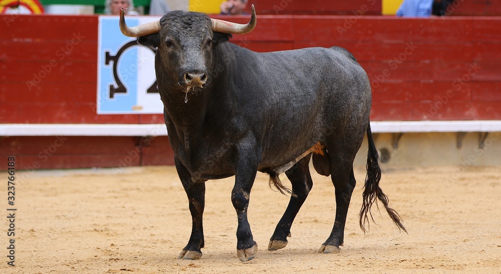 bull in the ring bull in the ring