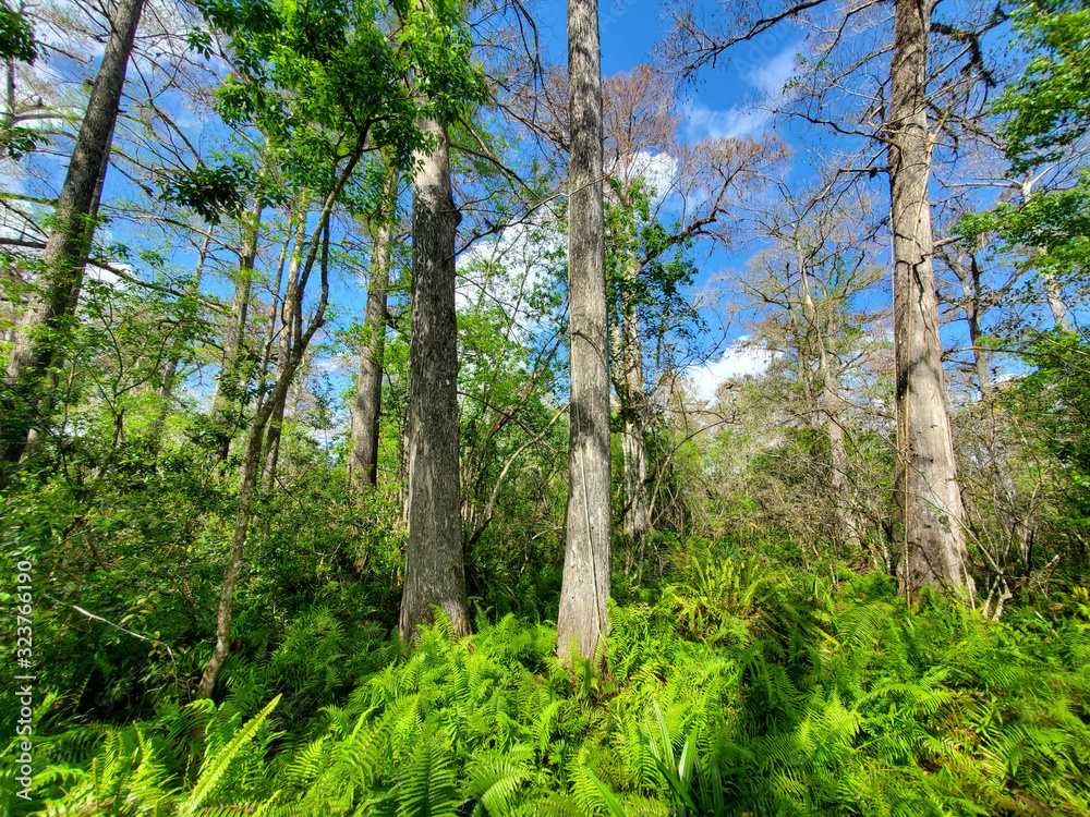 Fototapeta premium View from Boardwalk in Audobon Corkscrew Swamp Sanctuary, Florida Everglades Ecosystem - Nature Walking Trail, Ancient Tree