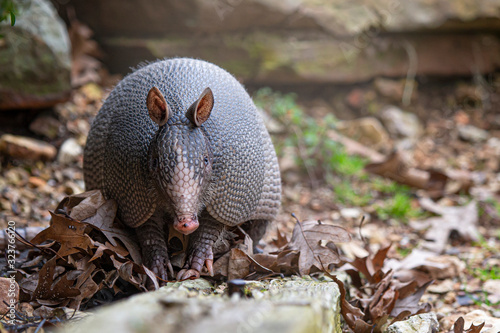 Fotografía armadillo head on shot
