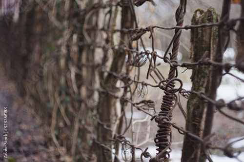 branches of a tree