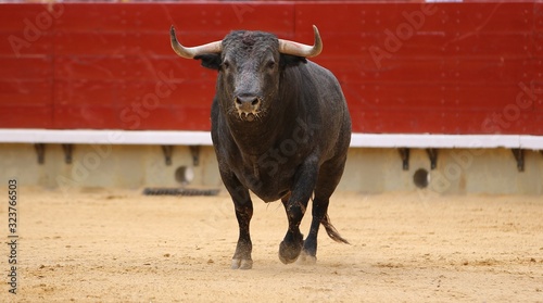 bull in the ring