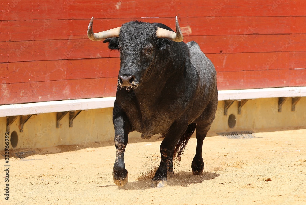 bull in the ring