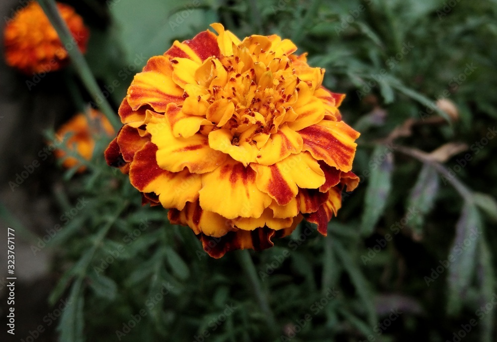 Marigold, red and orange flower in the garden Marigold, red and orange flower in the garden