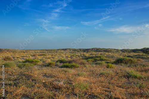 Mediterranean Flora