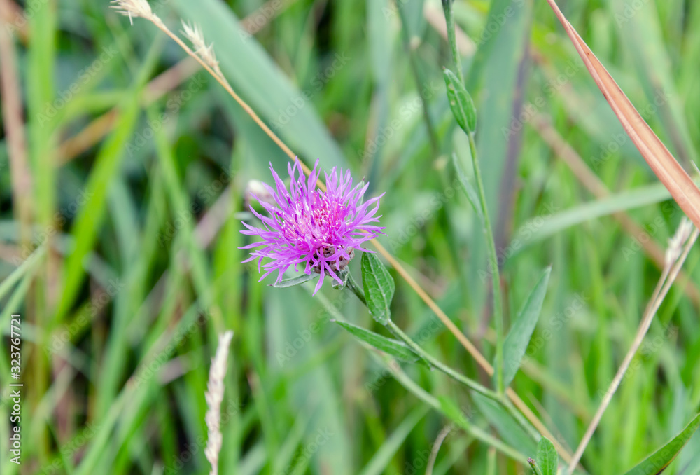Purple Carduus flower on a background of green leaves Purple Carduus flower on a background of green leaves