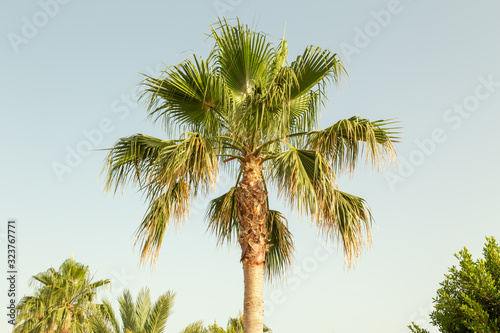 Palm tree closeup on a beautiful sunny day.