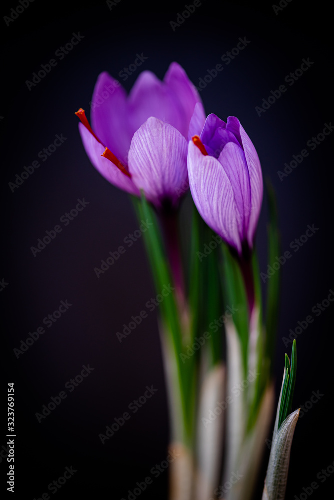 Fototapeta premium Saffron or crocus flower over black background