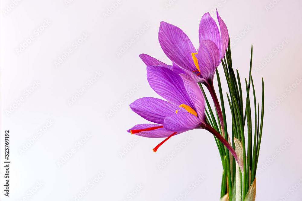 Saffron flower over white background