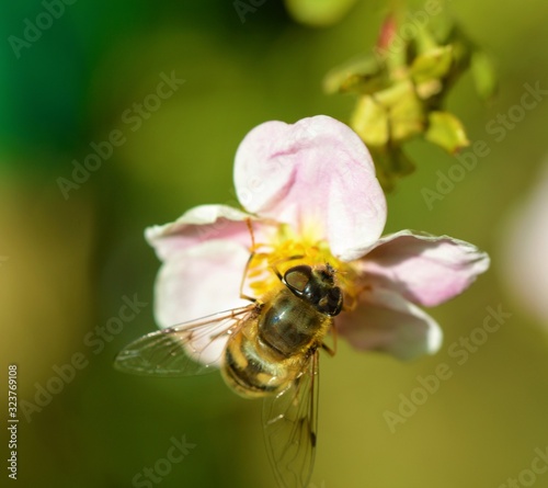 Hoverfly on a Potentilla flower.