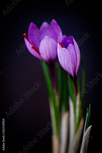 Saffron or crocus flower over black background