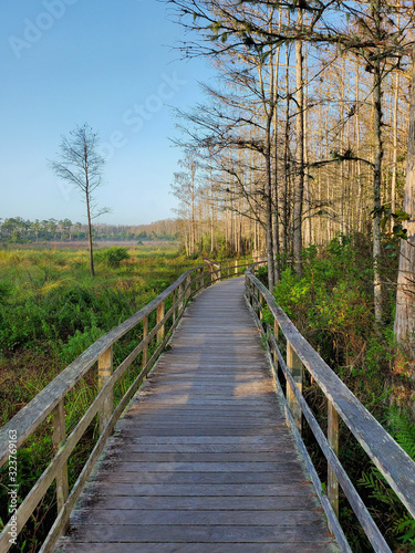 Boardwalk in Audobon Corkscrew Swamp Sanctuary, Florida Everglades Ecosystem - Nature Walking Trail, Protected Forest Swamp Ecosystem