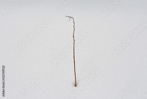 A plant stalk in the snow