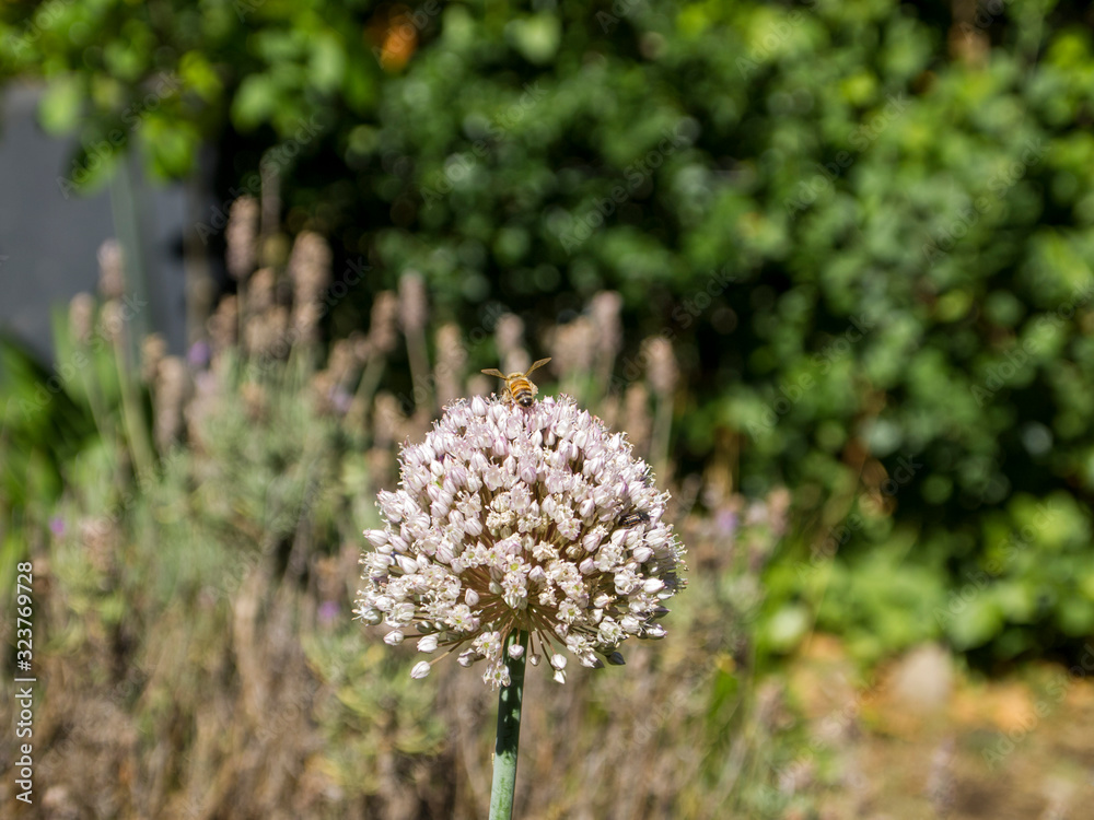 A bee pollinating white circular shaped flowers (Allium) A bee pollinating white circular shaped flowers (Allium)