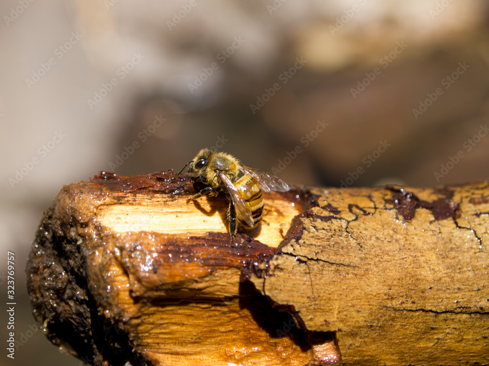 Honey bee on a stick