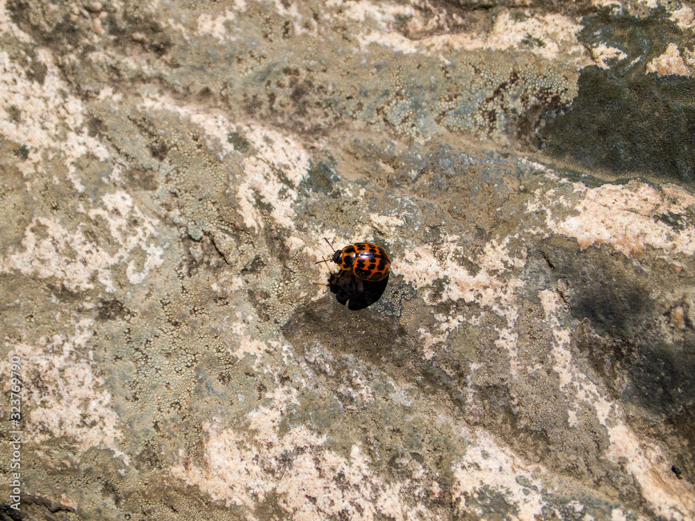 Red and black ladybug beetle specie on a rock