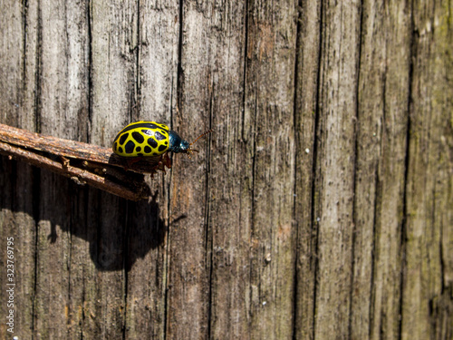 Yellow ladybug, mariquita leopardo (Calligrapha polyspila) on a stick with a wooden background photo