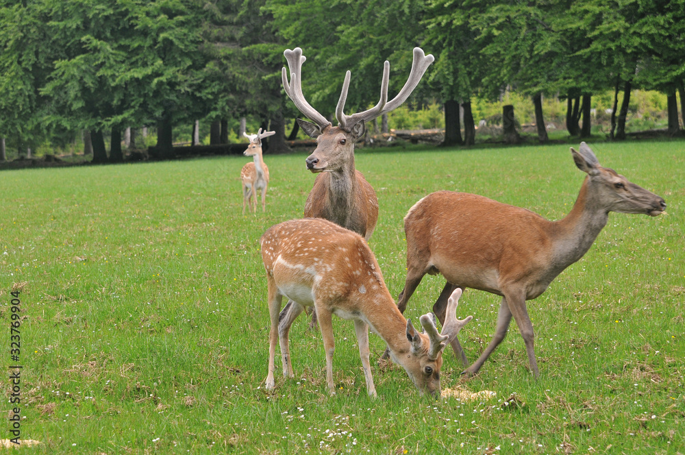 Three deer feeding on grass near forest