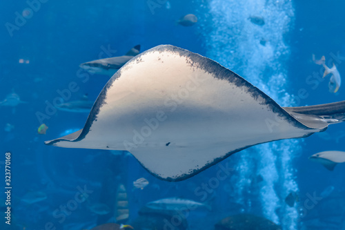 Sting ray swimming underwater. The short-tail stingray or smooth stingray  Bathytoshia brevicaudata  is a common species of sting-ray in the family Dasyatidae. Atlantis  Sanya  Hainan  China.