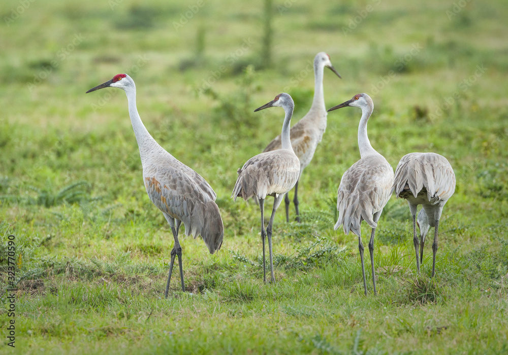 Sandhill Cranes in Florida field Sandhill Cranes in Florida field