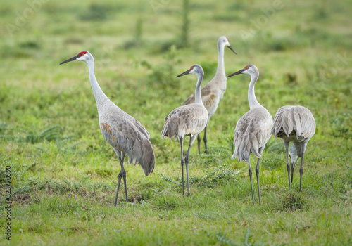 Sandhill Cranes in Florida field