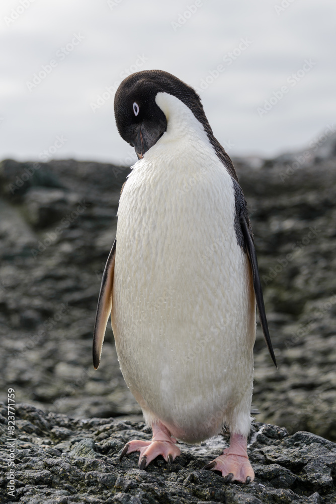 Naklejka premium Adelie penguin standing on beach in Antarctica