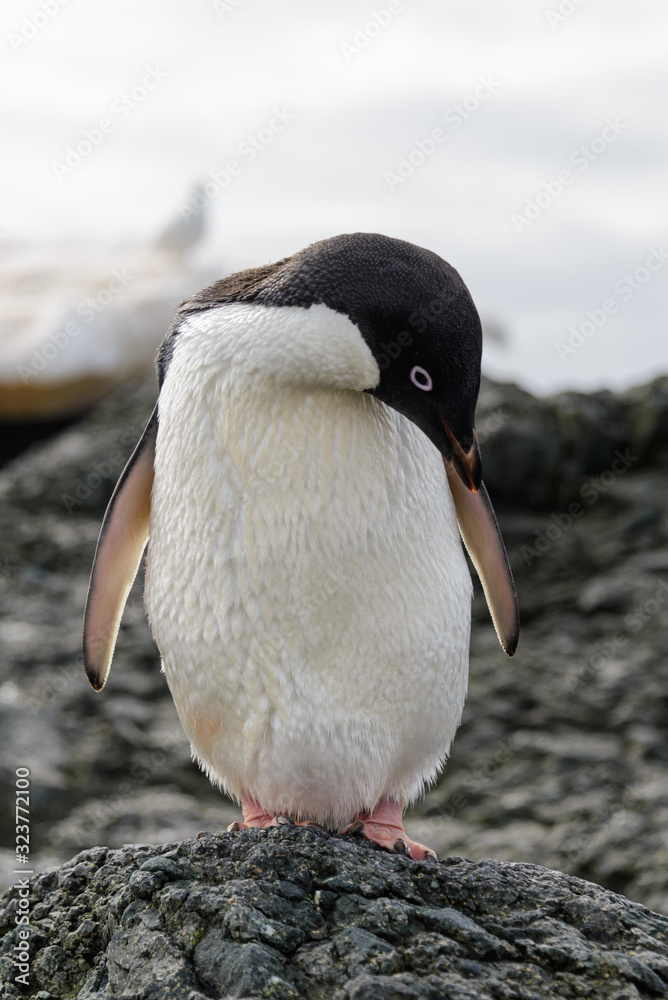 Naklejka premium Adelie penguin standing on beach in Antarctica