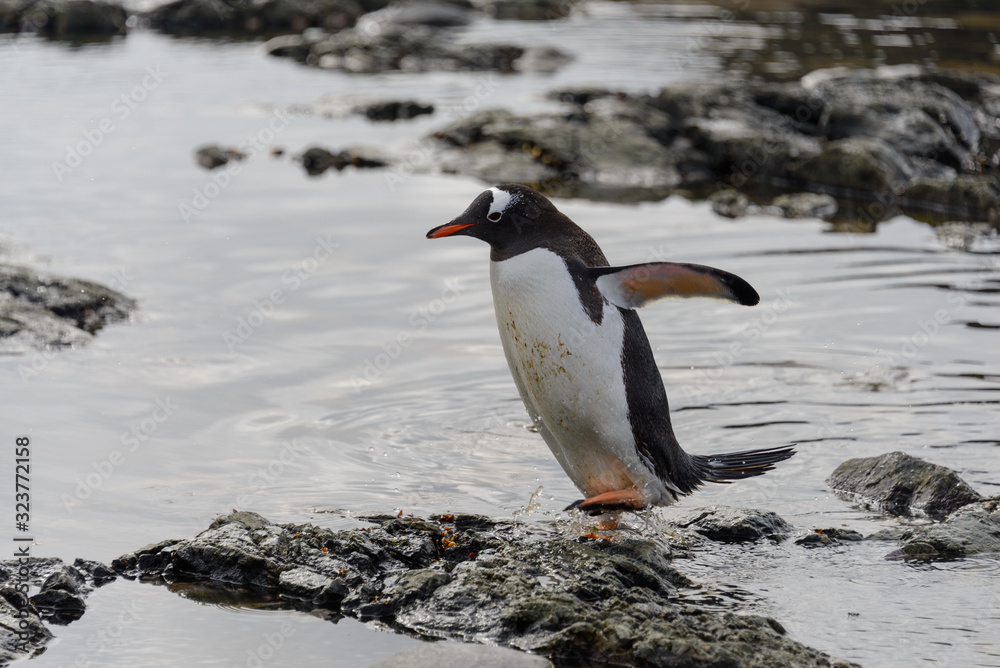 Naklejka premium Gentoo penguin going on beach in Antarctica