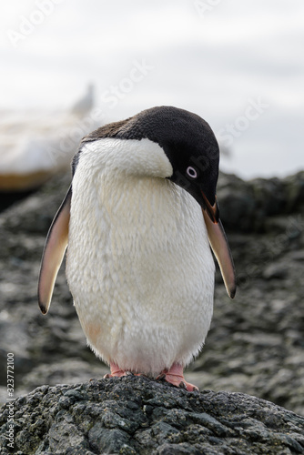Adelie penguin standing on beach in Antarctica