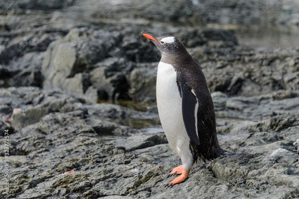 Fototapeta premium Gentoo penguin going on beach in Antarctica