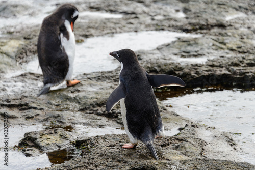 Adelie penguin standing on beach in Antarctica